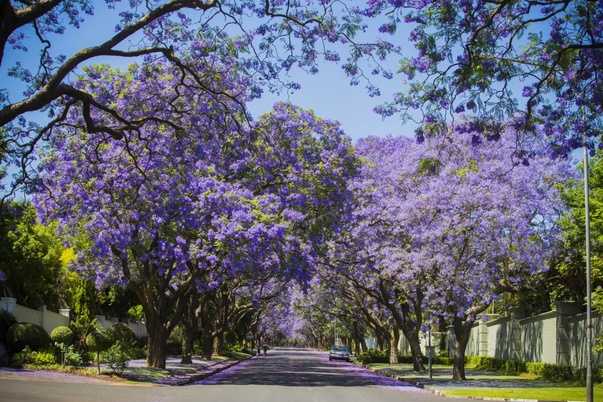 Jacarandás marcam a paisagem de várias ruas na capital