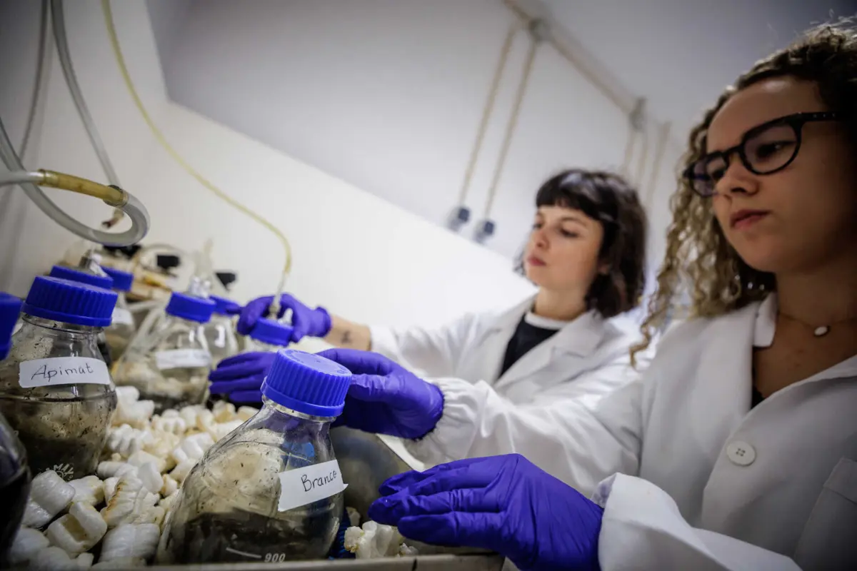 Captação de financiamento das instituições portuguesas tem vindo a aumentar