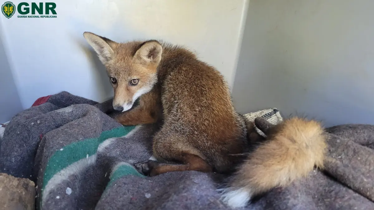 Raposa foi encontrado por militares do destacamento de Trânsito de Bragança
