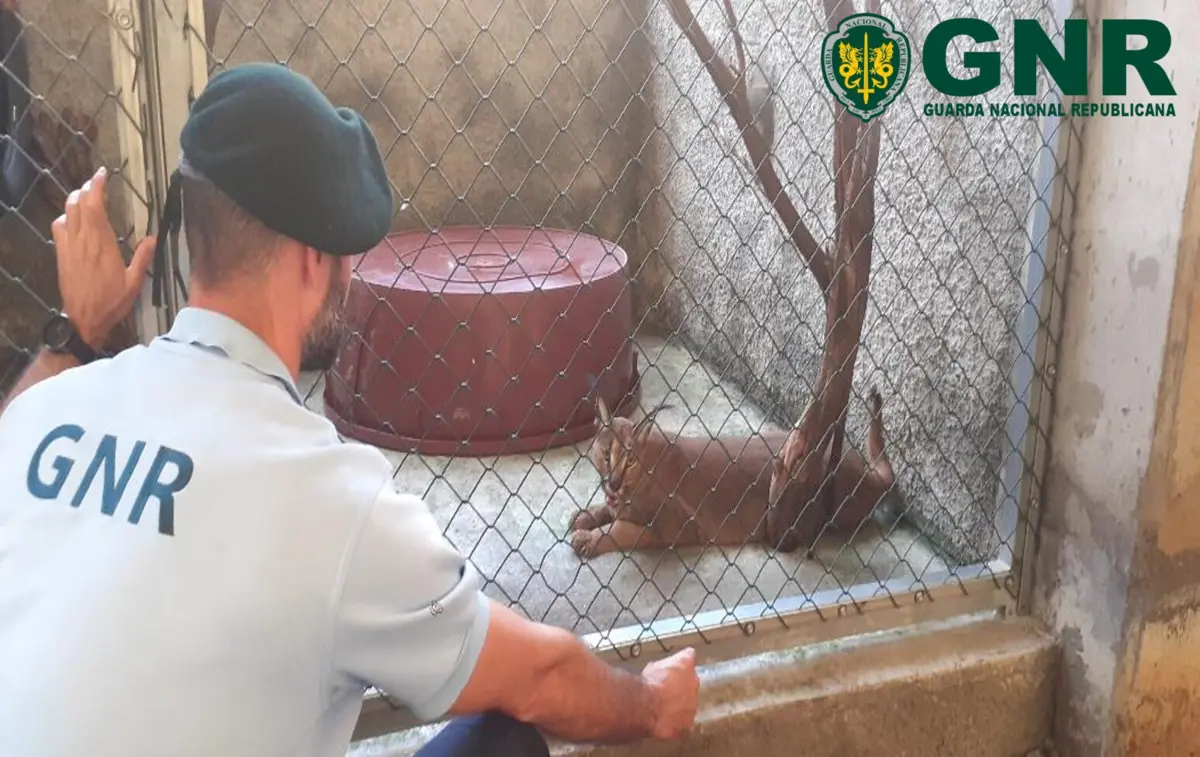 O animal estava detido em situação ilegal