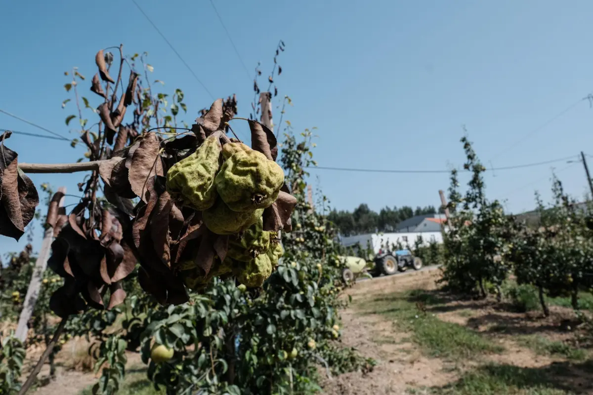 Imagem de contexto do artigo Governo paga aos agricultores 80 milhões de euros em apoios suspensos desde o verão