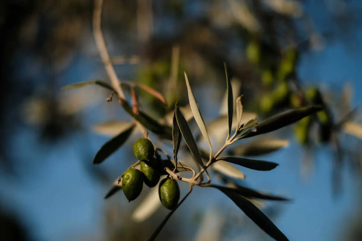 Imagem de contexto do artigo Governo vai classificar caroço de azeitona como subproduto