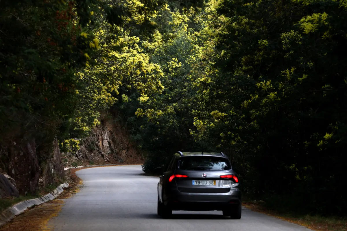 Muitas técnicas de controlo testadas nas acácias revelaram-se infrutíferas.