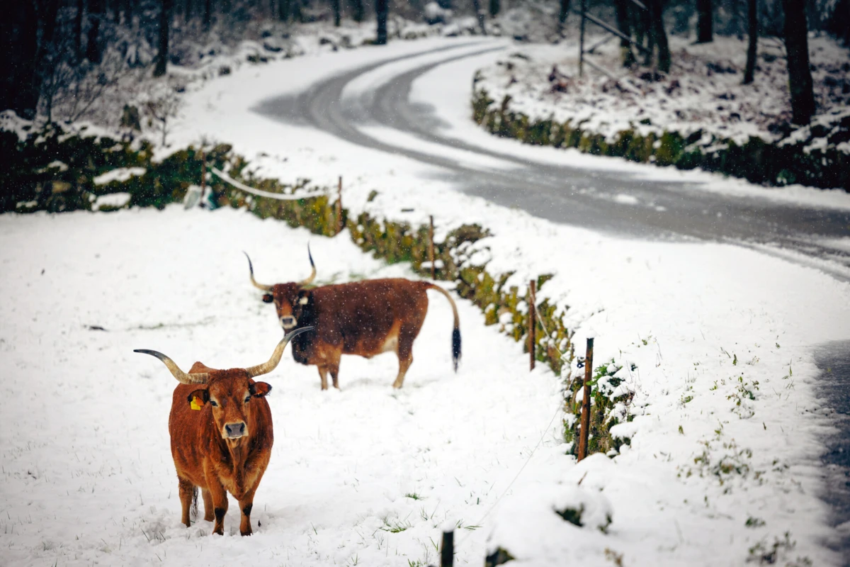 Neve em Vila Pouca de Aguiar