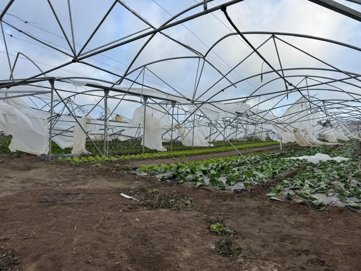 Estão comprometidas toneladas de frutas e legumes