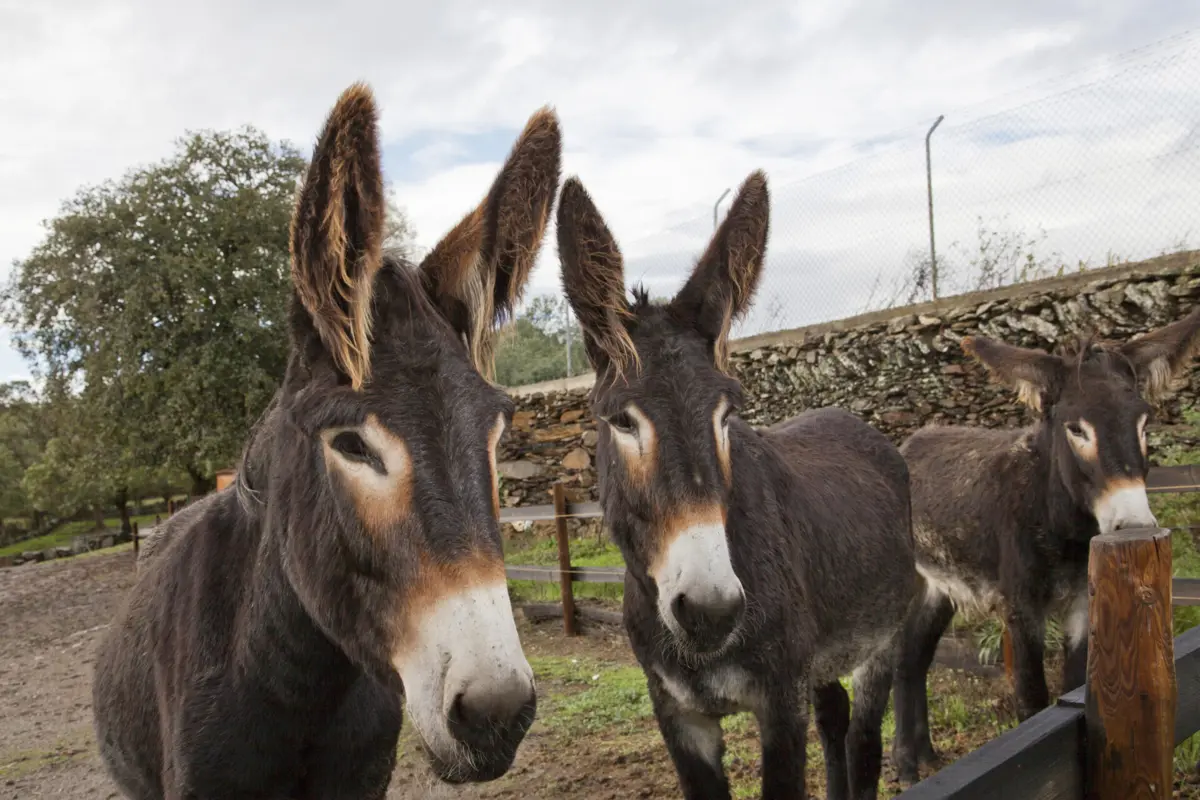 Raça Asinina de Miranda é uma das mais ameaçadas