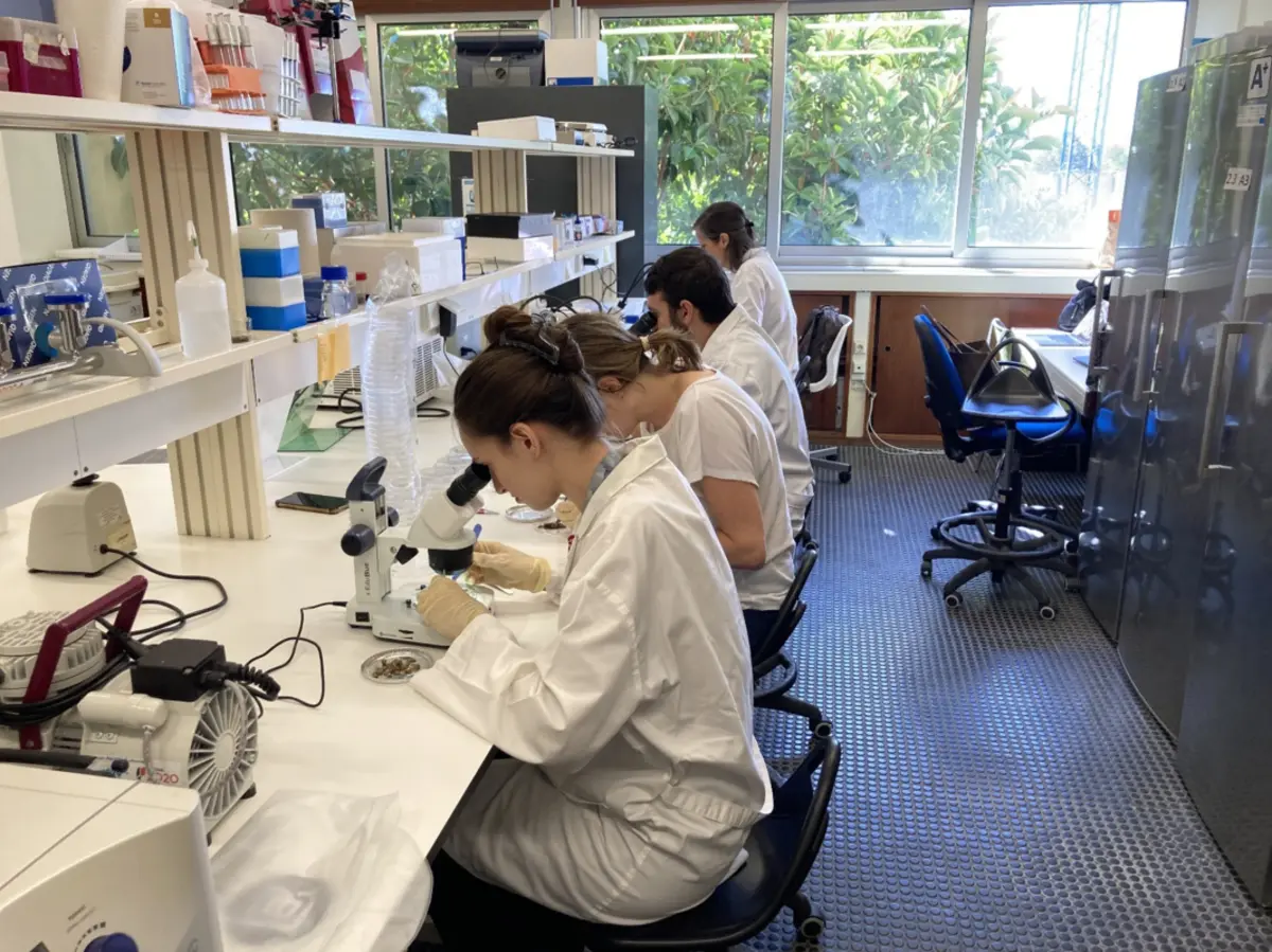 Imagem de contexto do artigo Ostras mais resistentes a stress e doenças