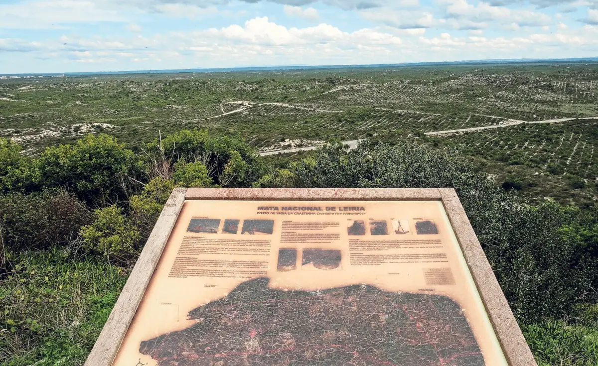 "Árvores plantadas não são como as nascidas das sementes dos pinheiros. Deviam ter semeado as matas com penisco", afirma investigador