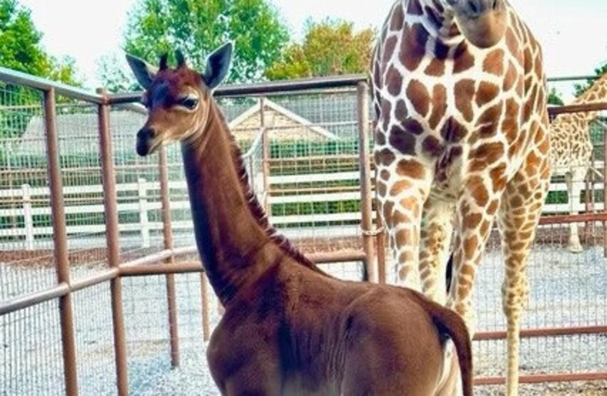 Imagem de contexto do artigo Rara girafa sem manchas nasce em jardim zoológico dos EUA