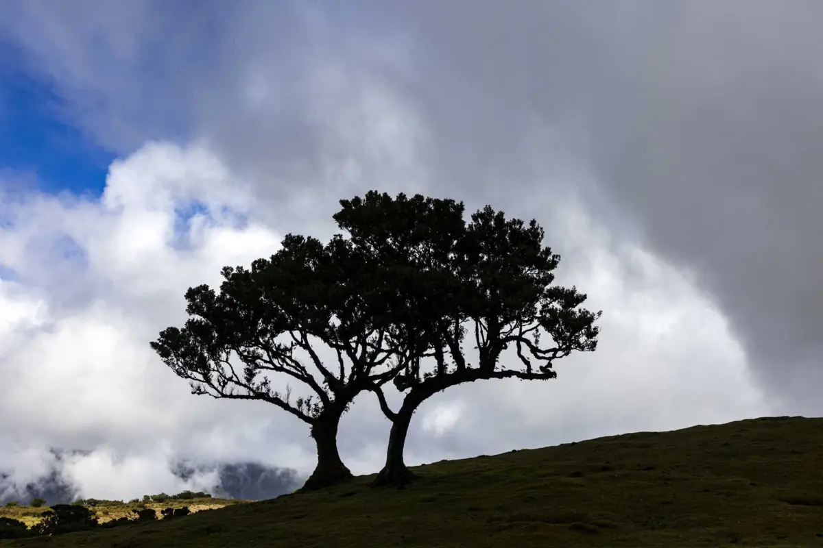 Imagem de contexto do artigo "Não tem nenhum problema". Albuquerque desvaloriza polémica festa na zona protegida do Fanal