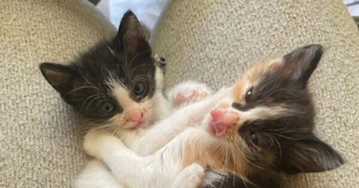 Os dois animais foram considerados clinicamente saudáveis