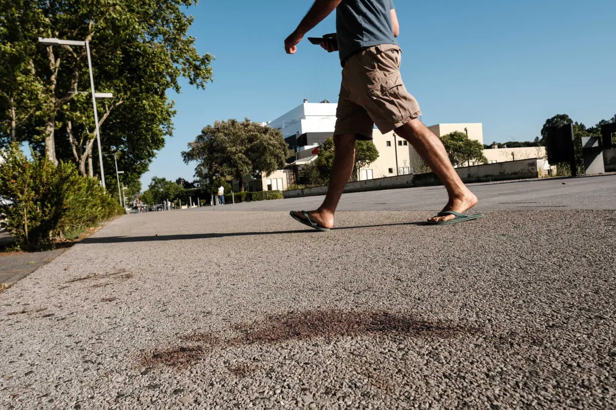 Imagem de contexto do artigo Bispos de Timor-Leste lamentam confrontos em Fátima e pedem desculpa aos portugueses