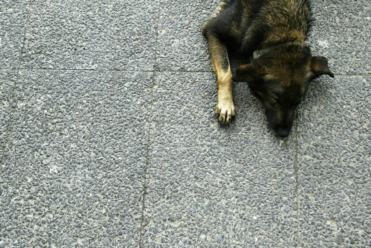 Imagem de contexto do artigo Homem detido por matar cão abandonado em Mirandela