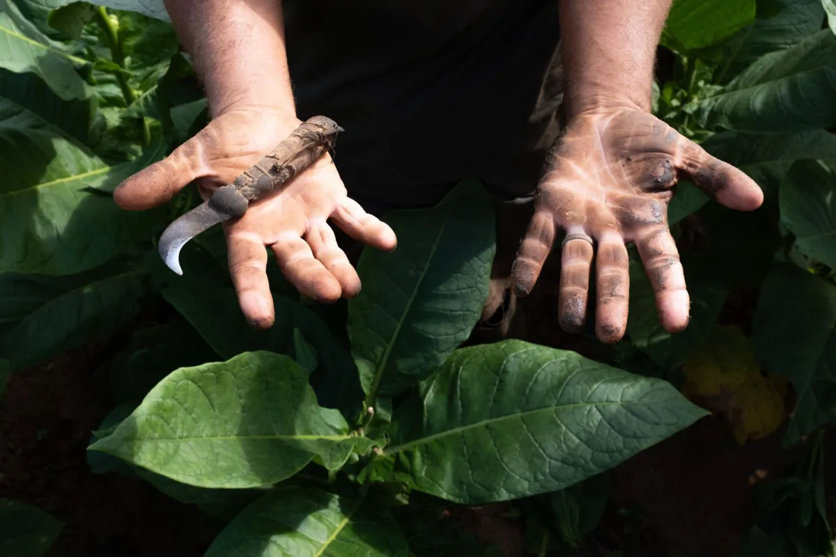 Os reclusos trabalham principalmente na produção de carvão vegetal marabu, na colheita de cana-de-açúcar, no processamento de charutos e na construção civil