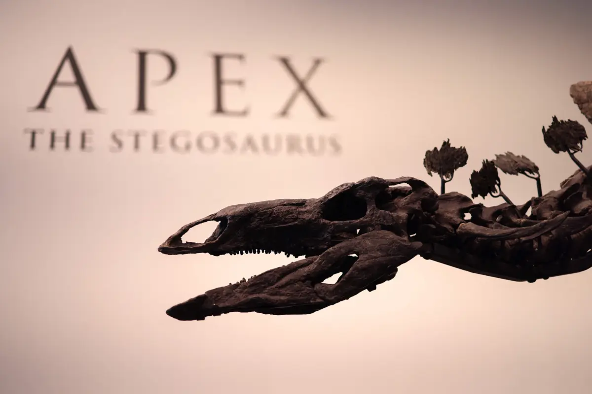 Imagem de contexto do artigo Esqueleto de dinossauro vendido por valor recorde de 40 milhões de euros