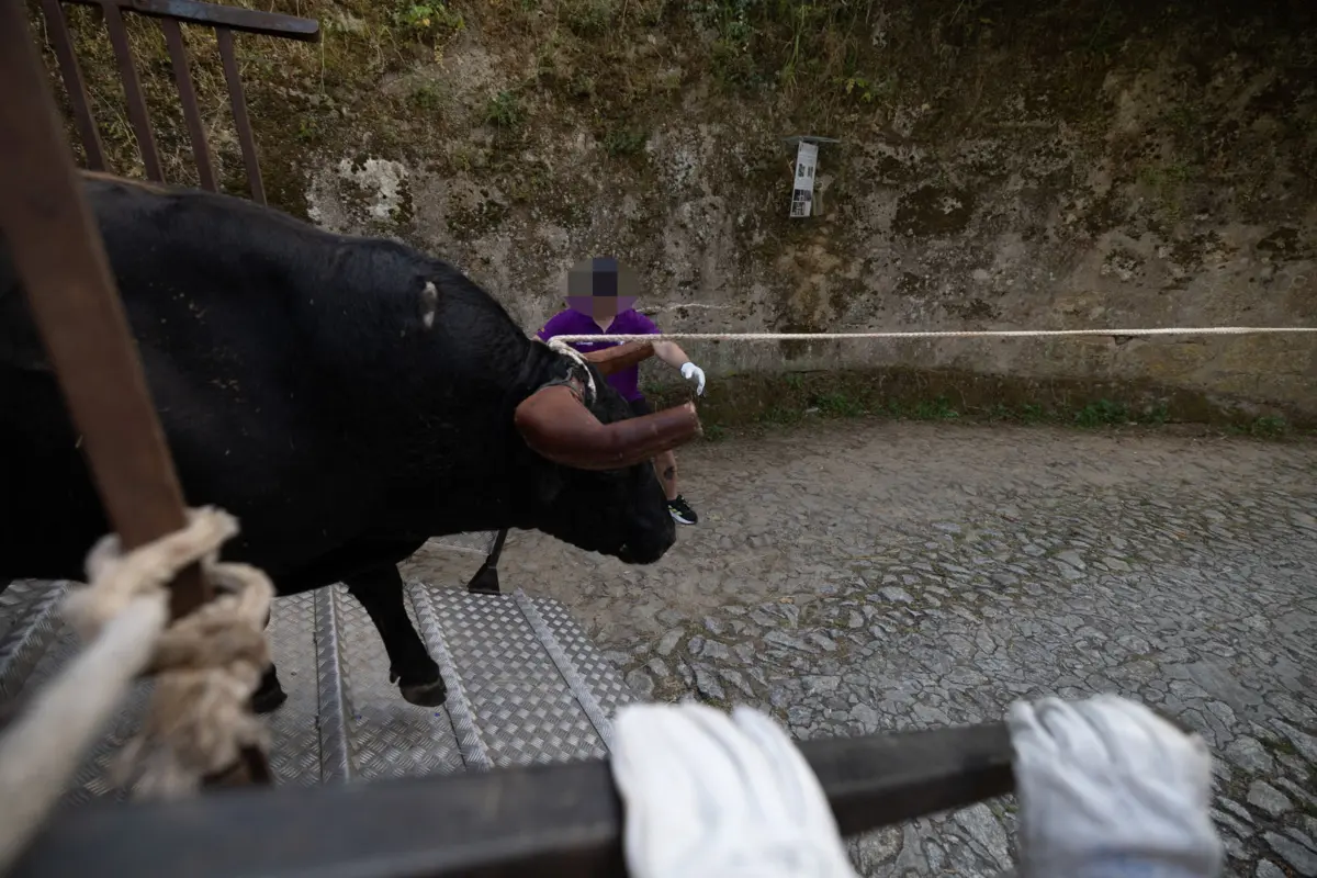 Imagem de contexto do artigo Touro colhe mulher e atira-a de cinco metros de altura em Alcochete. Largadas causaram cinco feridos