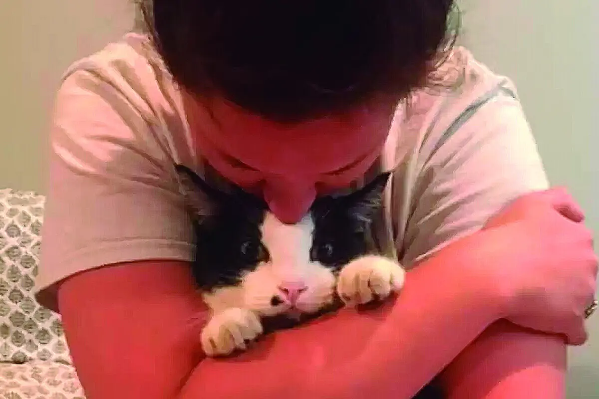 Imagem de contexto do artigo Descobre pelas redes sociais que o seu gato tem vida dupla