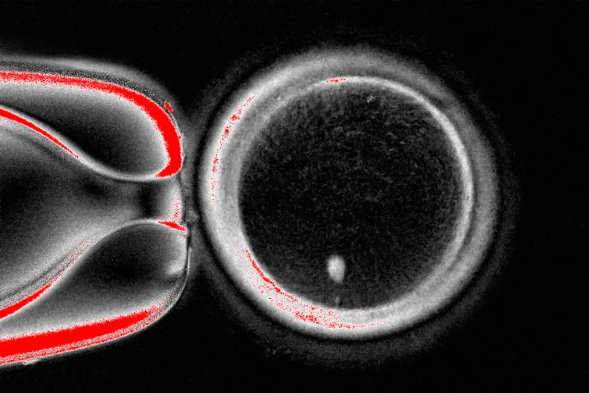Técnica estudada em Oregón, nos EUA, pode combater a infertilidade