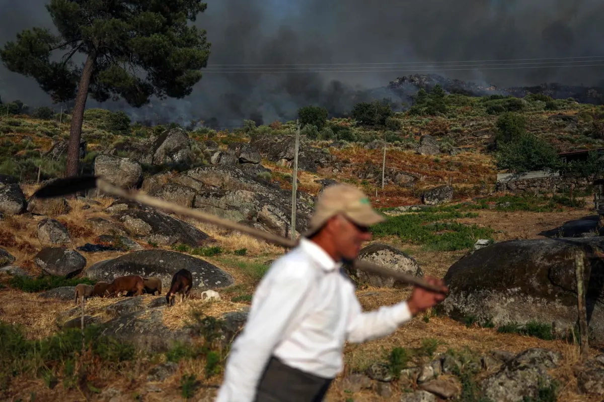 Produtores com elevados prejuízos por causa dos incêndios em Trancoso
