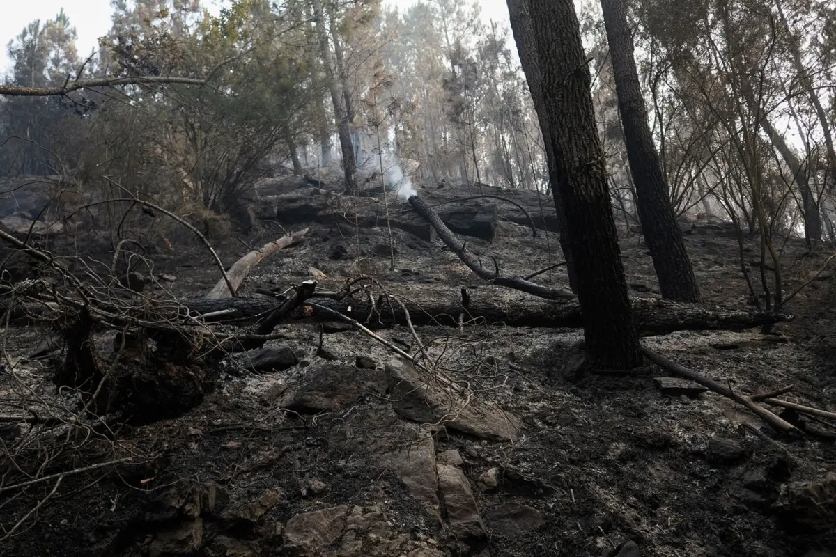Imagem de contexto do artigo Terão ardido mais de dois mil hectares de terreno em Vila Flor