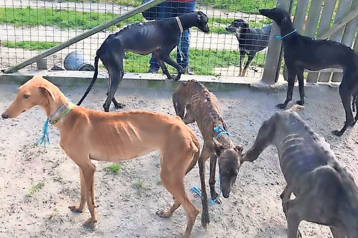 João Moura está acusado de 18 crimes de maus-tratos a animais de companhia