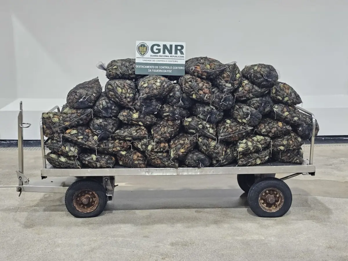 GNR apreendeu 1,2 toneladas de crustáceos e bivalves