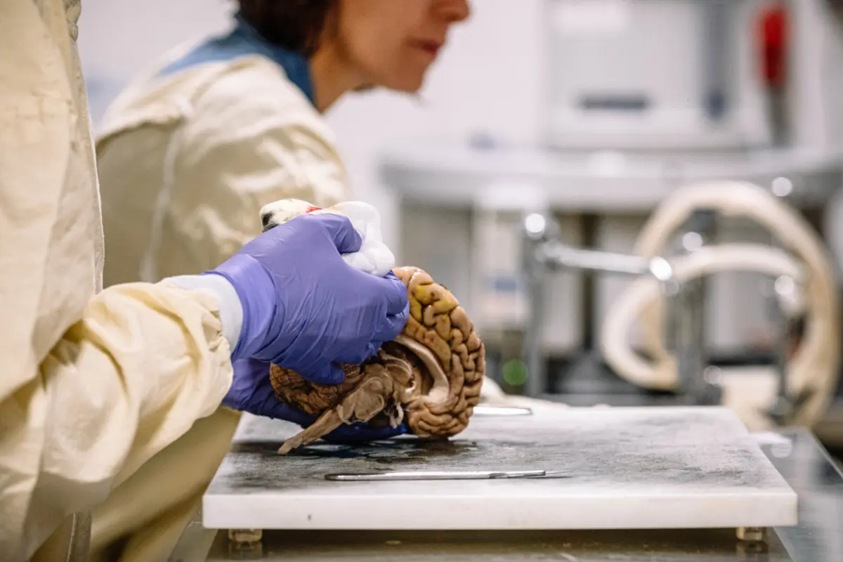 A equipa responsável pelo estudo acredita que as descobertas aplicar-se-ão provavelmente aos seres humanos, que também possuem um sistema linfático, embora sejam necessárias mais evidências para confirmar essa apli