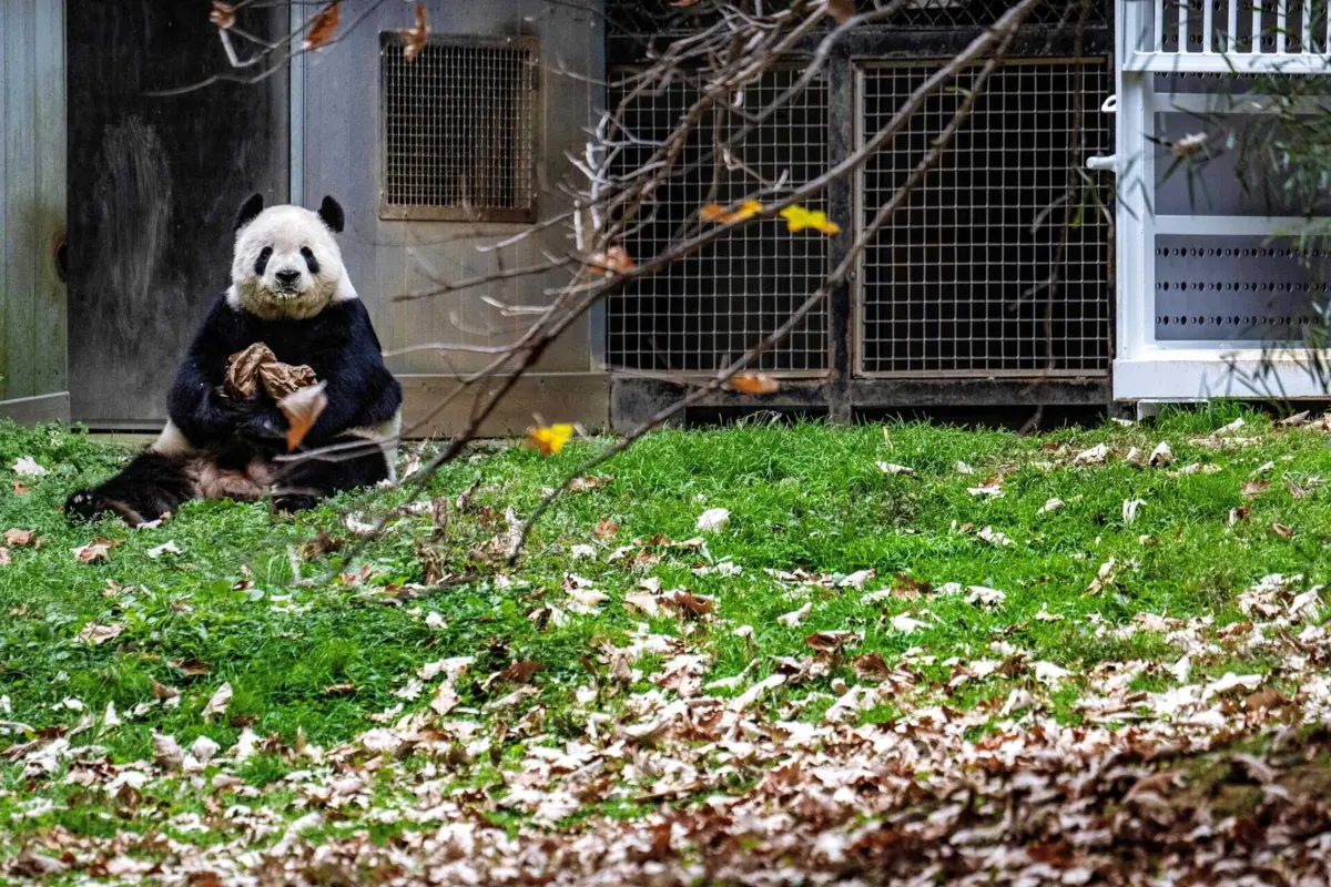 No dia 8 de novembro, os três pandas gigantes do jardim zoológico de Washington partiram para a China