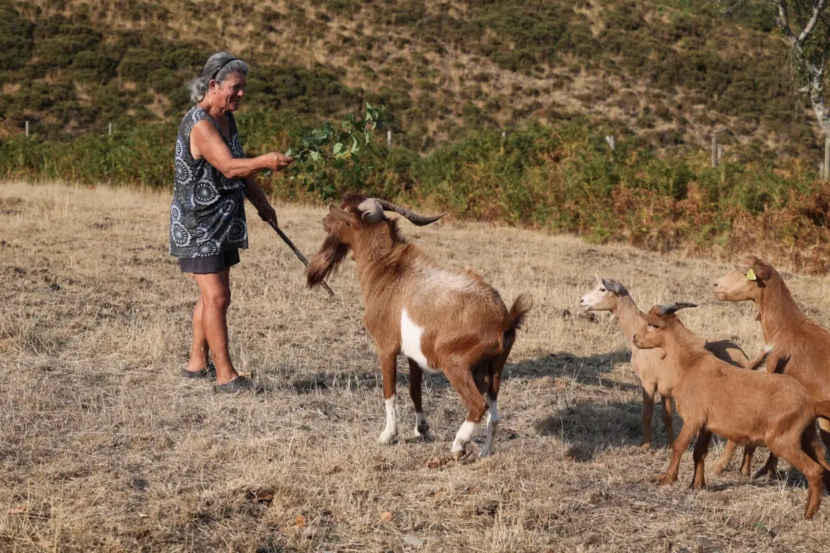 A pastora Elsa Claro, com algumas cabras do rebanho que limpam os terrenos junto à aldeia de xisto de Aigra Velha