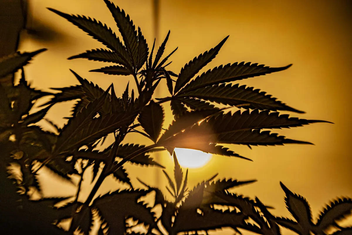 Usava quinta isolada em Mirandela