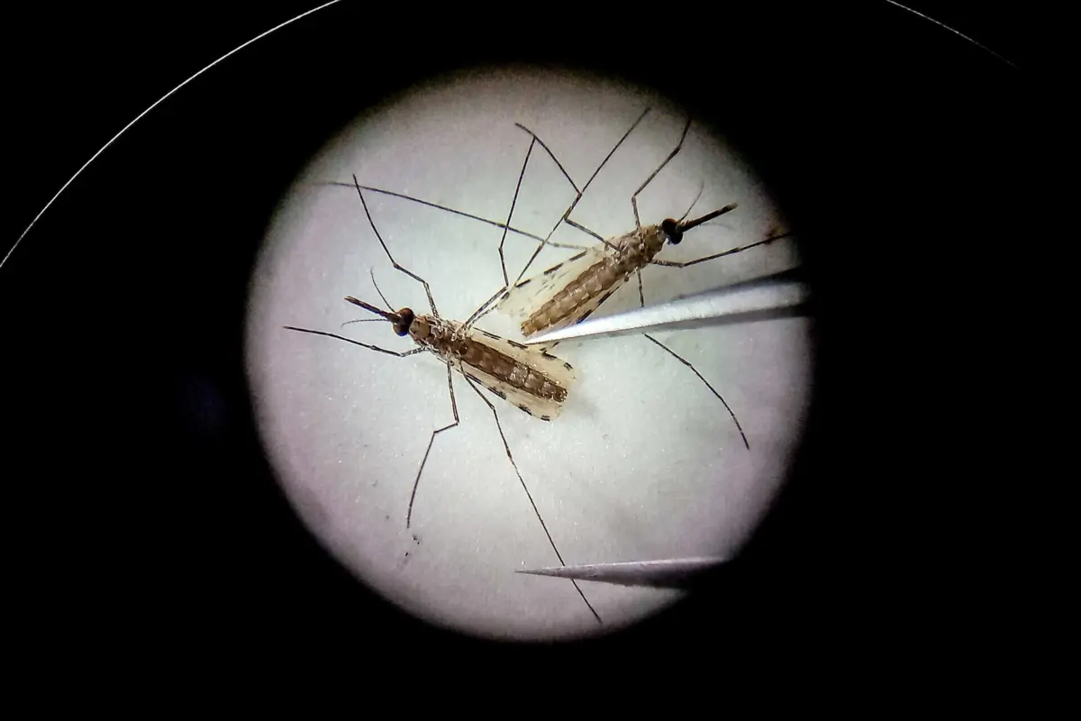 Imagem de contexto do artigo Instituto alerta para maior concentração de mosquitos invasores em Faro e Lisboa