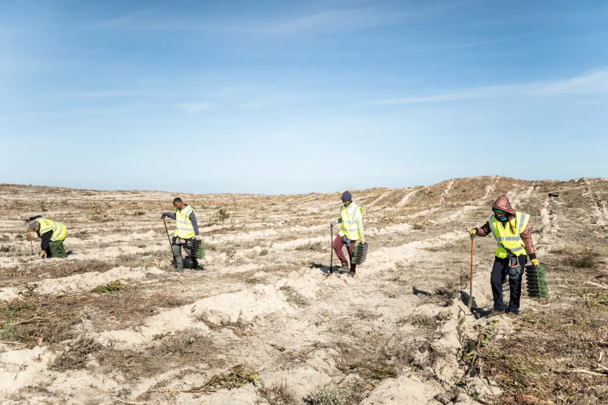 Na Tocha está a ser reflorestada uma área ardida em 2017
