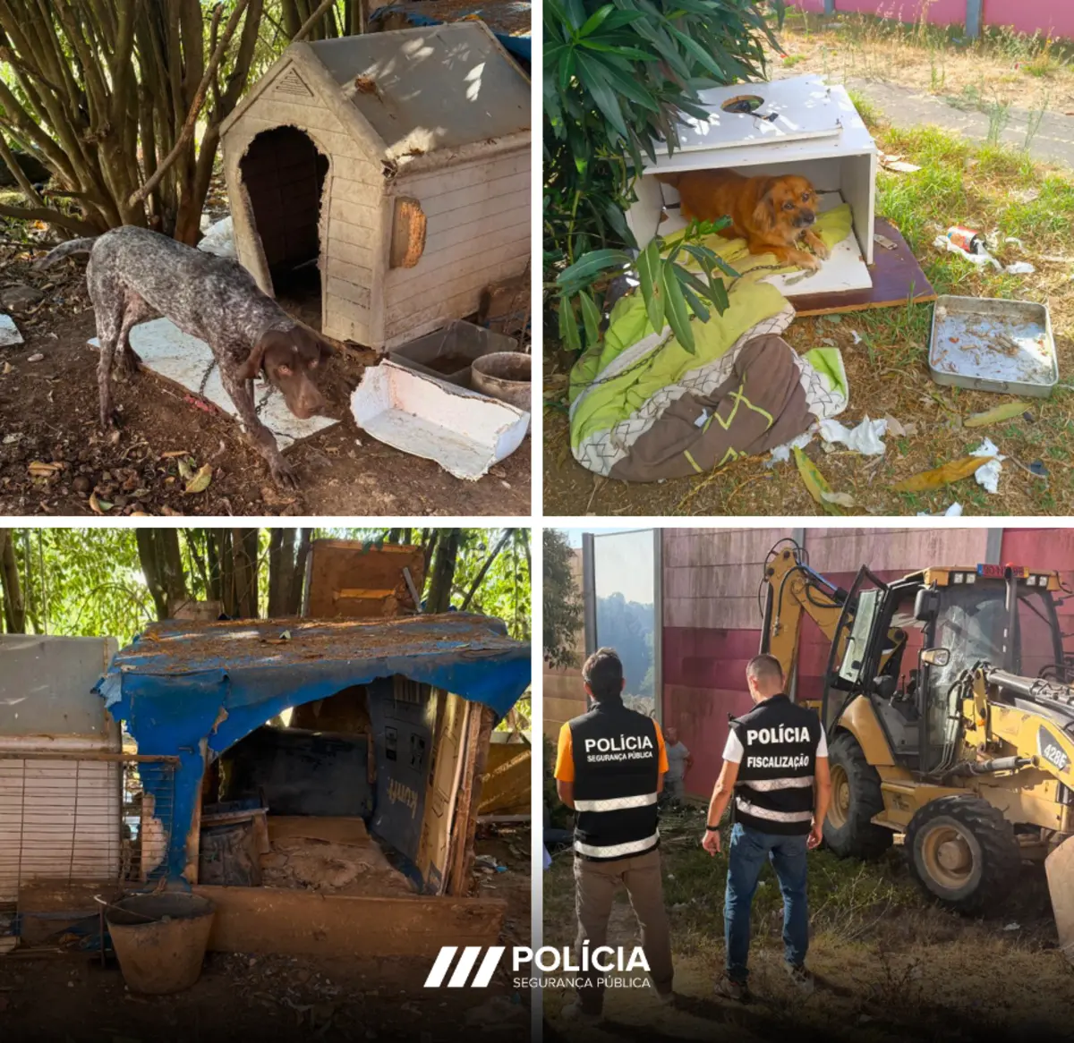 Cães estavam presos em más condições e sem acesso a comida e água
