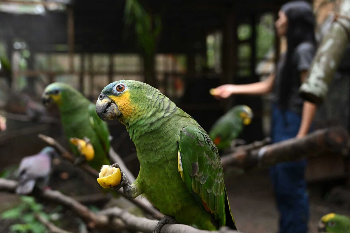 Maior parte das pessoas com a infeção trabalha com aves de companhia