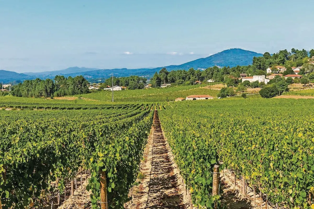 Quinta da Pedra, da Fladgate Partnership