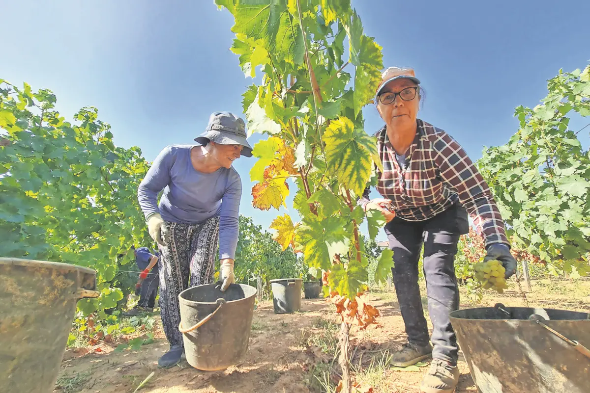 Helena Sequeira e Ana Meireles gostam de cantar durante a vindima como se fazia antigamente