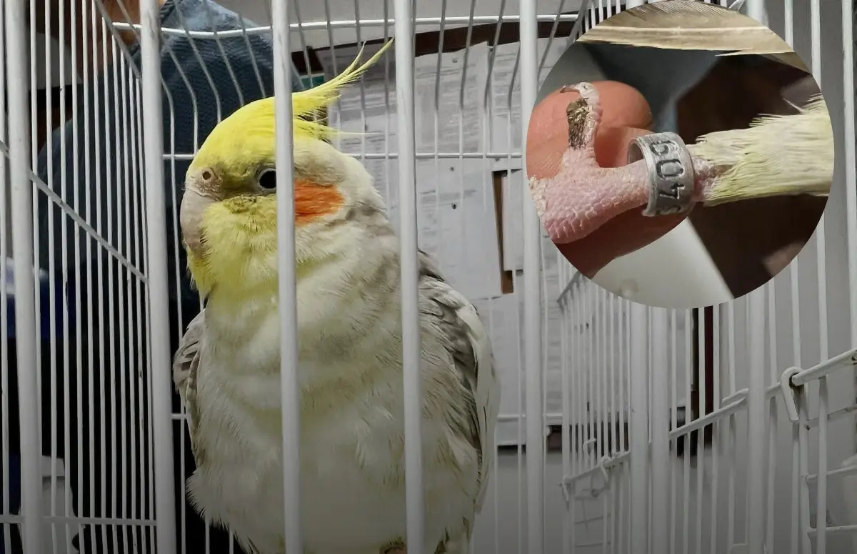 Caturra está na esquadra, mas seguirá para o Instituto da Conservação da Natureza e das Florestas, em Rio Maior, se dono não aparecer