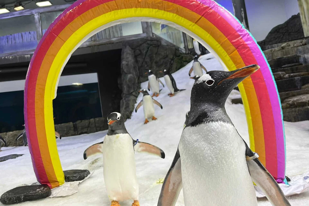 Imagem de contexto do artigo Morreu Sphen, o famoso pinguim gay da Austrália