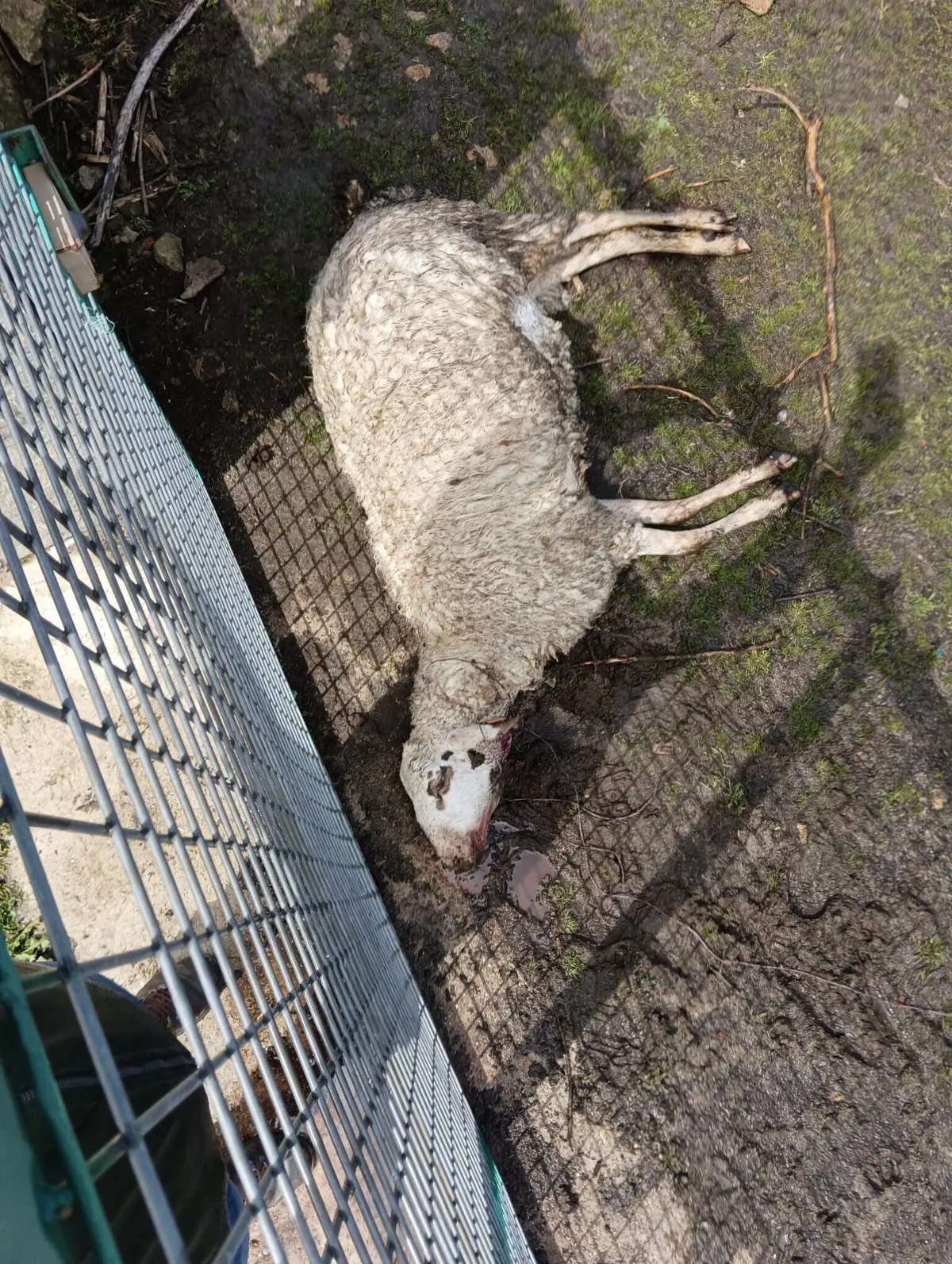Pastores preocupados com os elevados prejuízos