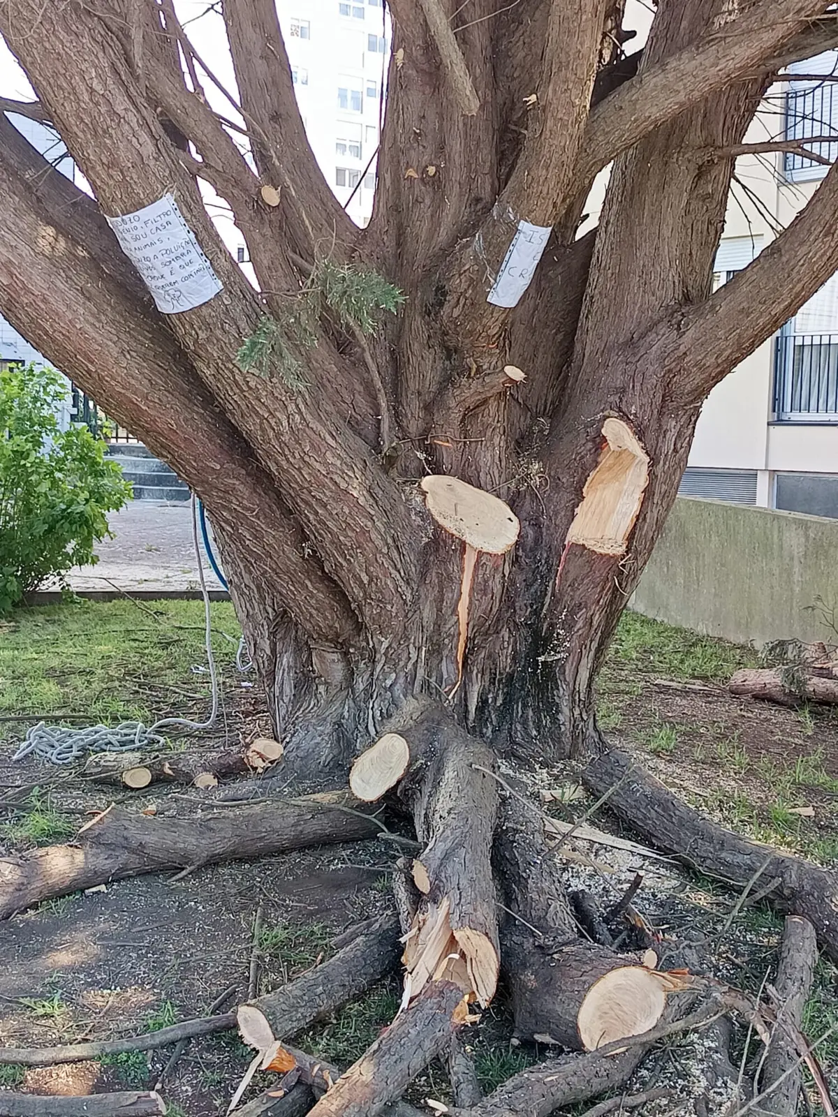 Segunda árvore não foi abatida