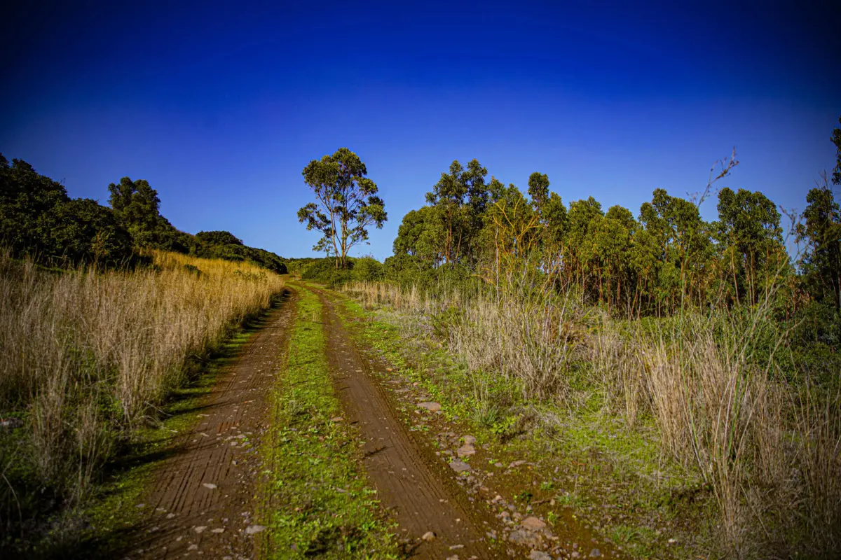 Imagem de contexto do artigo Portugal tem 400 mil hectares de eucalipto ao abandono