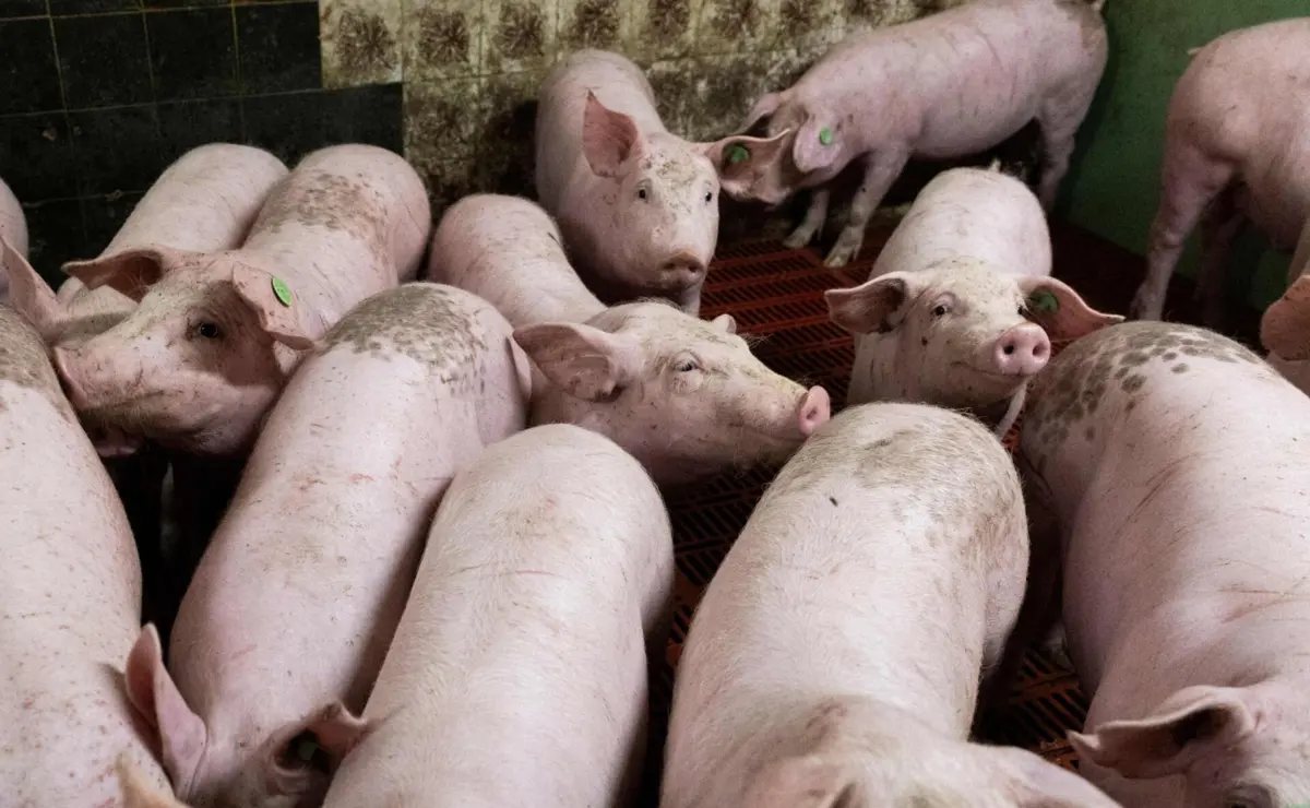 A peste suína africana tem uma taxa de mortalidade próxima de 100% em suínos