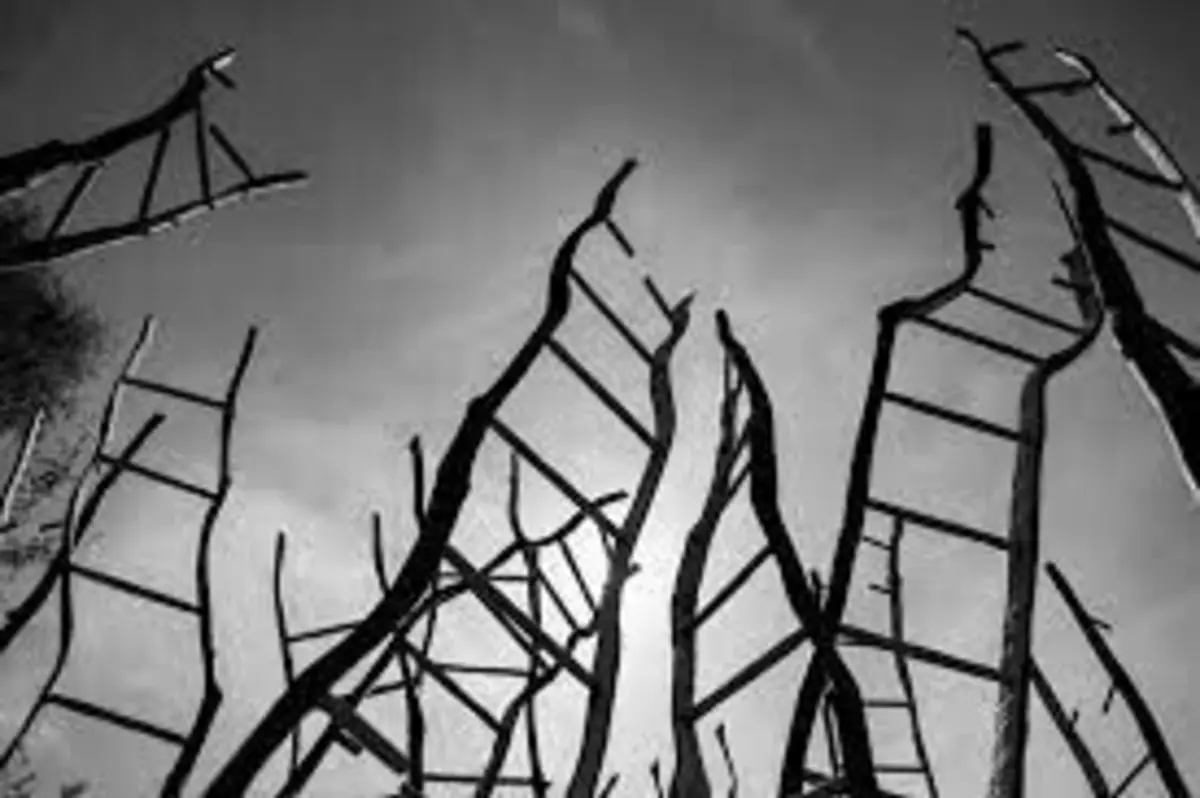 Escultor Paulo Neves dá uma nova vida a árvores destruídas pelos incêndios