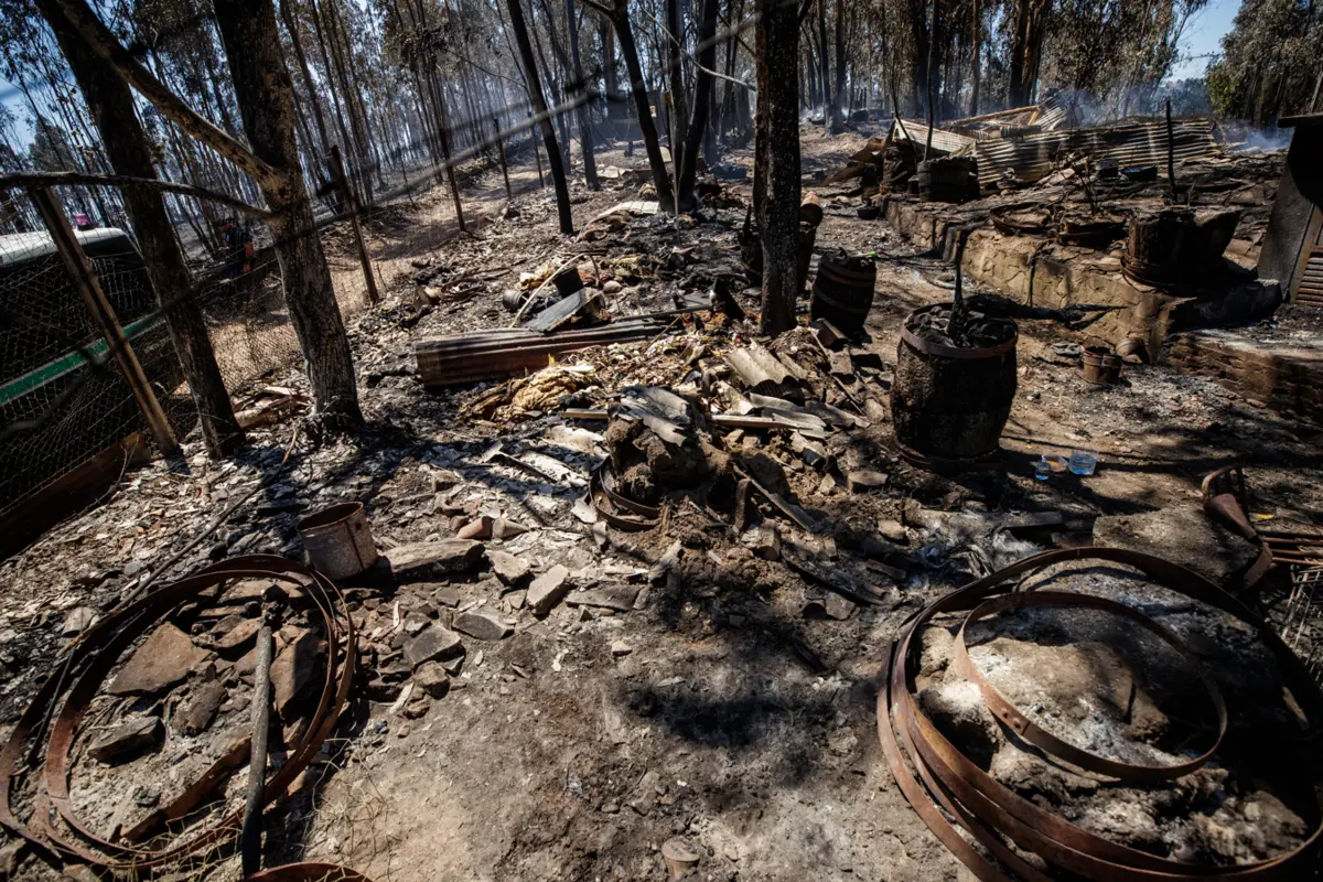 Incêndio matou quase uma centena de animais