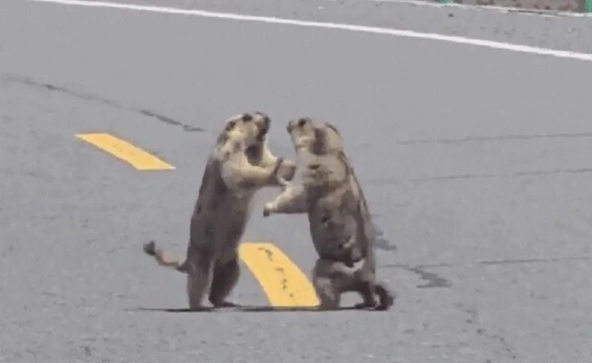 Imagem de contexto do artigo Zanga entre duas marmotas pára trânsito na China