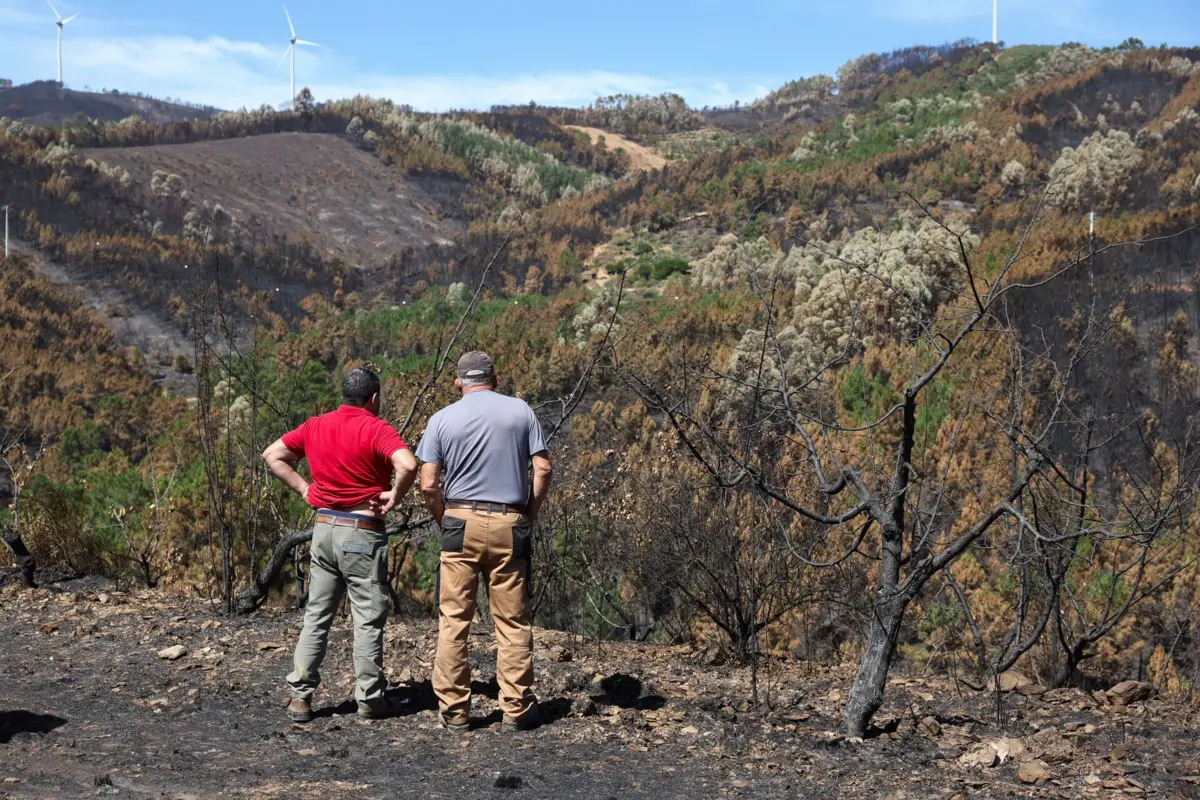 Agricultores observam cerejeiras queimadas pelo fogo que destruiu grande parte dos cerejais na Serra da Gardunha