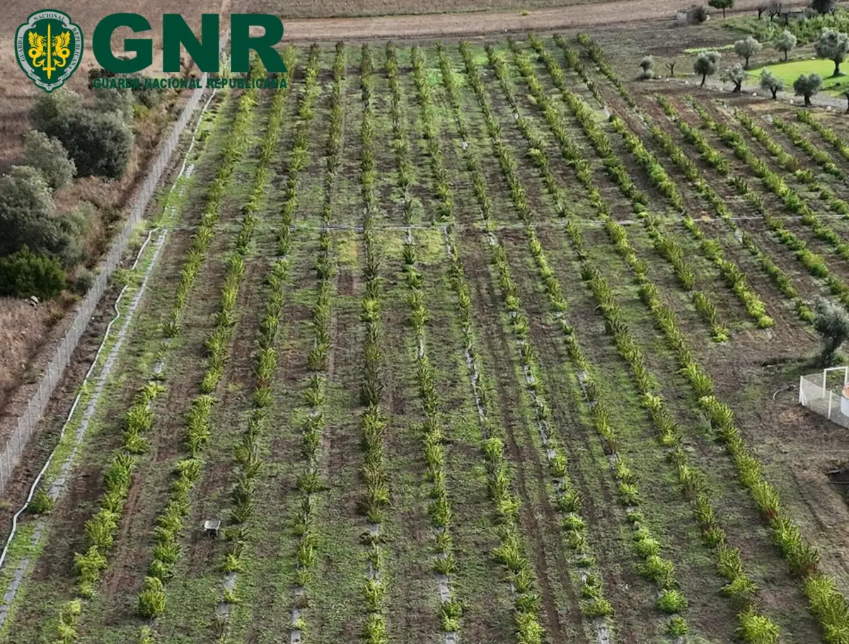 Plantaçáo desmantelada em Beja