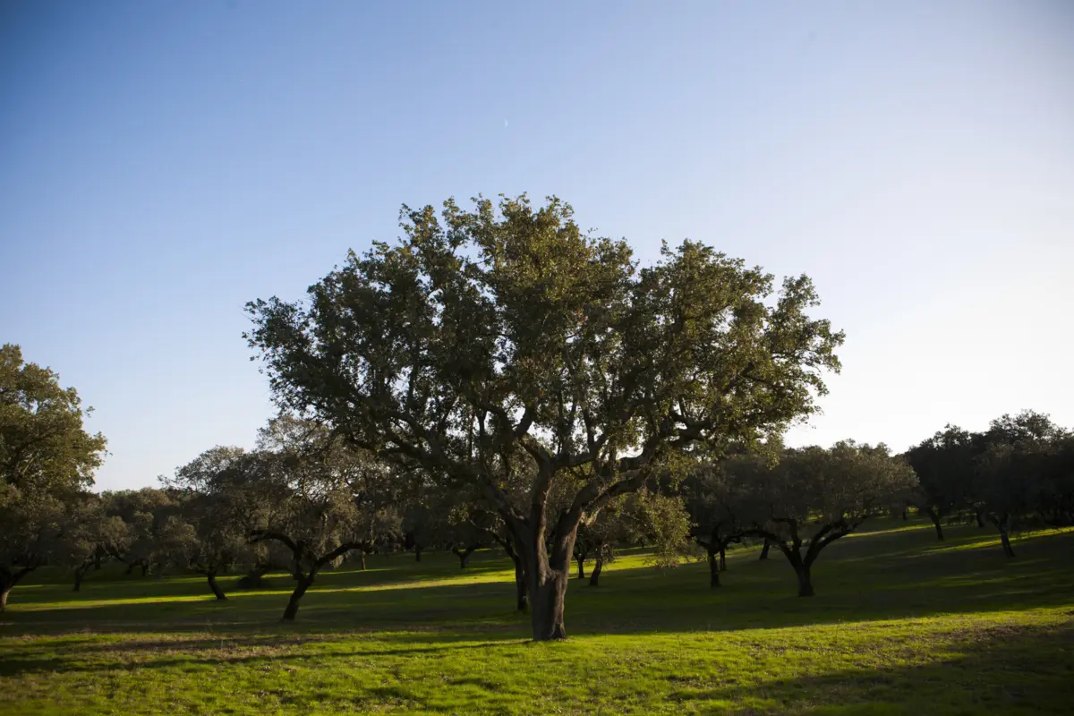 Plano de arborização para Marvão terá 18,49 hectares de área