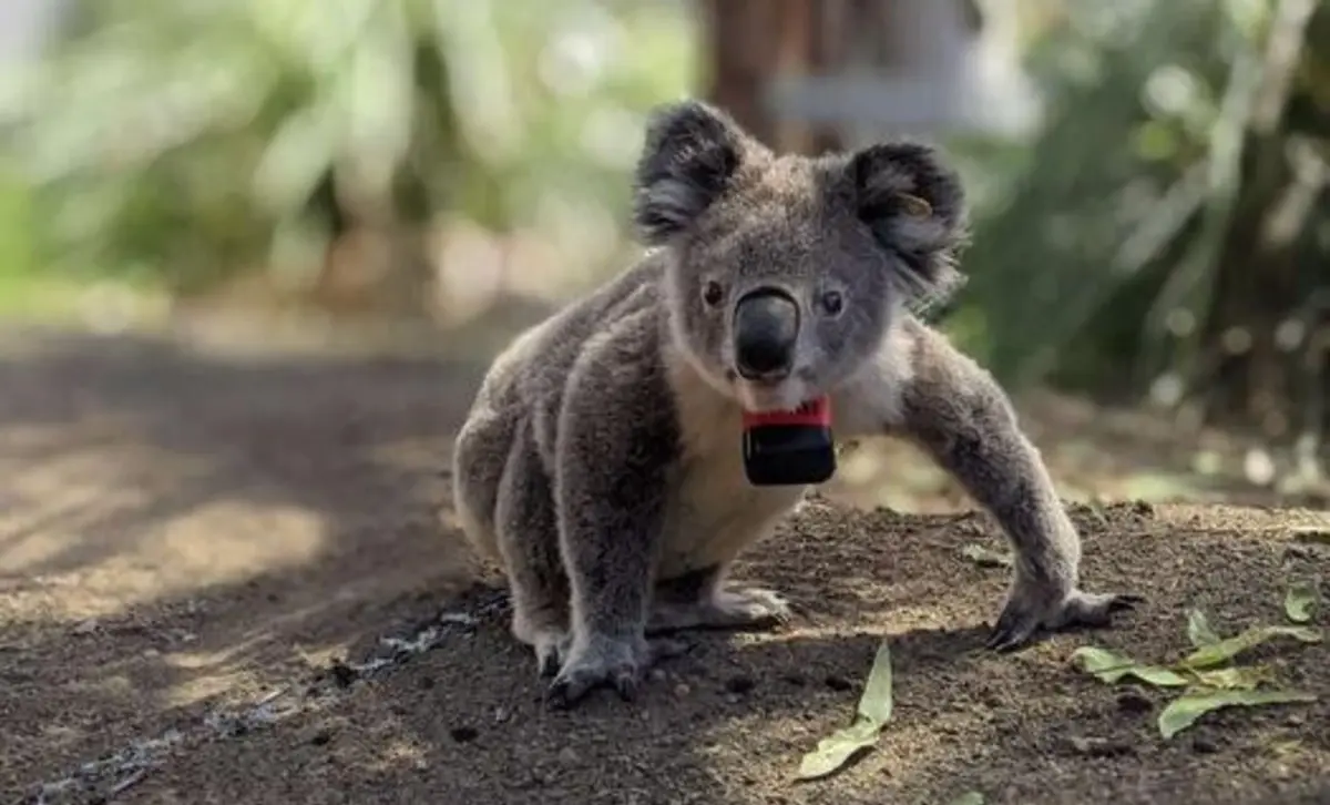 Os coalas avaliam cuidadosamente o ambiente quando se deslocam, possivelmente avaliando as árvores antes de escolher uma para trepar, ou pode também refletir o custo energético do salto