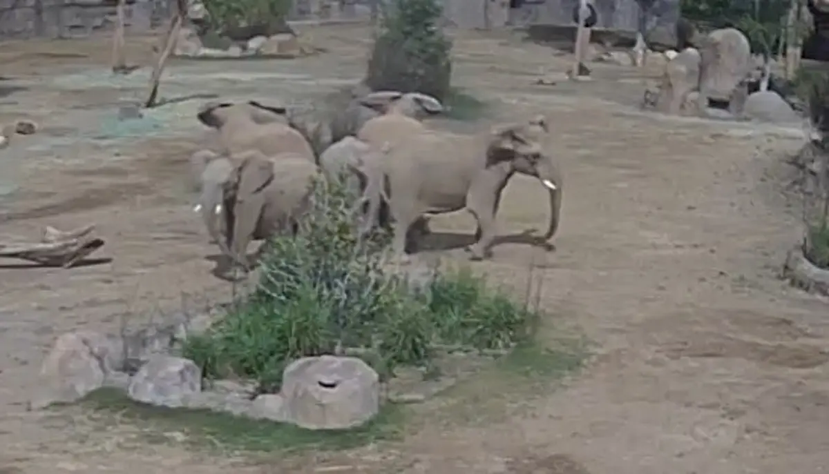 Imagem de contexto do artigo Manada de elefantes forma "círculo de alerta" para proteger crias durante sismo na Califórnia